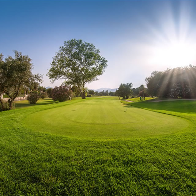 Image Feed - Golf Feed 8